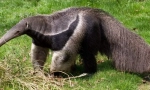 Mravojed